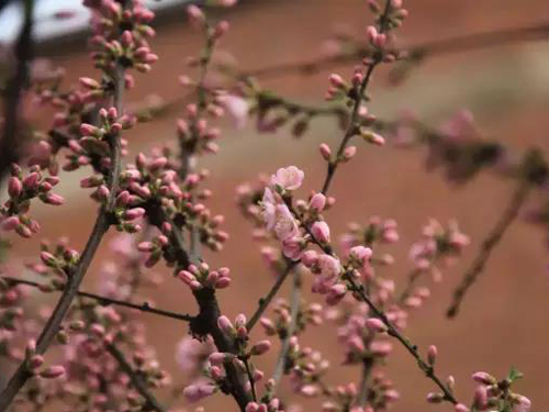 养老院里的梅花盛开